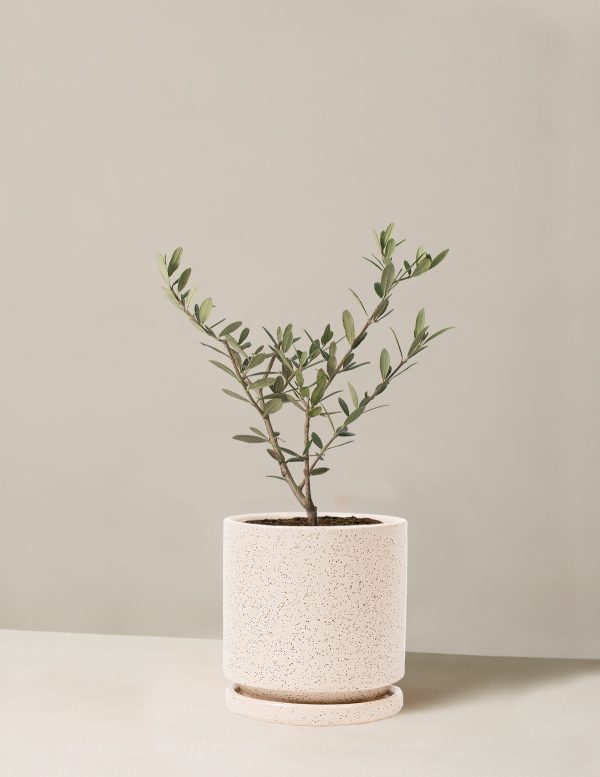 Olive Tree on Sale