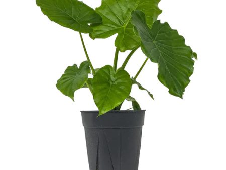 Alocasia  Gagaena California  Online