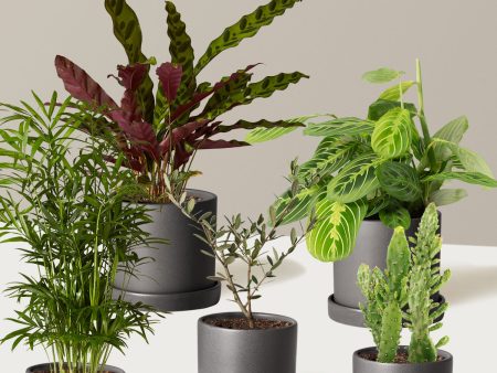 Pet-Friendly Plant Parent Set Supply