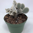 Microdasys Opuntia  Bunny Ears Cactus  For Cheap