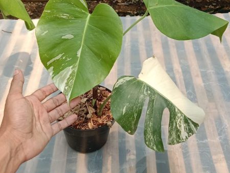 Monstera deliciosa  Albo  variegated SM-MD 2-3 leaves Grower s Choice *Now In Stock* (5382P:G) For Discount