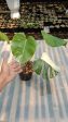 Monstera deliciosa  Albo  variegated SM-MD 2-3 leaves Grower s Choice *Now In Stock* (5382P:G) For Discount