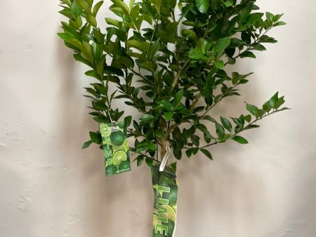 Citrus latifolia ‘Persian Lime Tree’ Discount