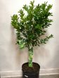 Citrus latifolia ‘Persian Lime Tree’ Discount