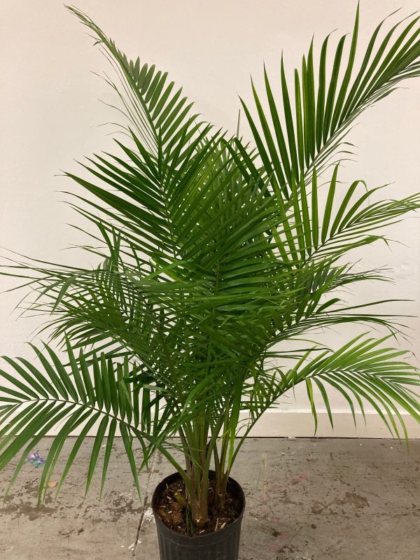 Ravenea Rivularis  Majesty Palm  Online Hot Sale