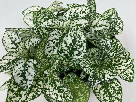 Hypoestes Phyllostachya  Polka Dot Plant  Hot on Sale