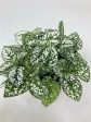 Hypoestes Phyllostachya  Polka Dot Plant  Hot on Sale