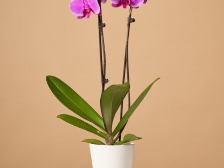 Purple Orchid For Cheap