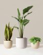 New Digs Plant Trio Online Sale