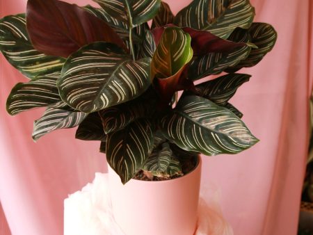 ‘Pick of the Day’ Potted Houseplant on Sale