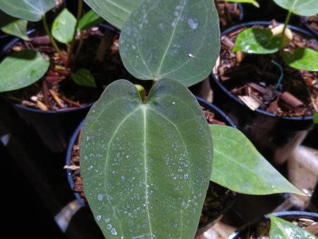 Anthurium papillilaminum × dressleri (same parents as Dark Phoenix) *Preorder* (5648P:G) For Sale