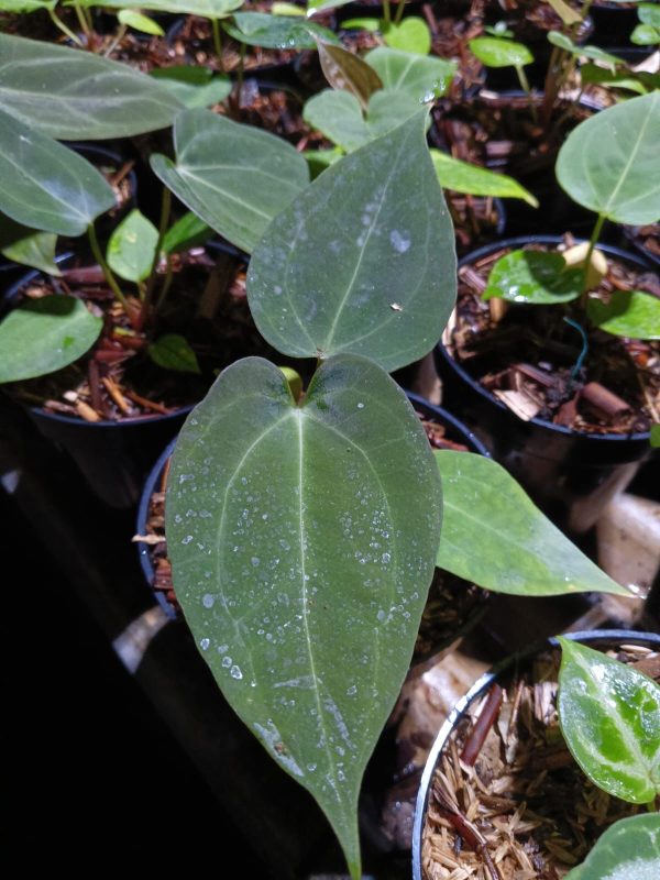 Anthurium papillilaminum × dressleri (same parents as Dark Phoenix) *Preorder* (5648P:G) For Sale