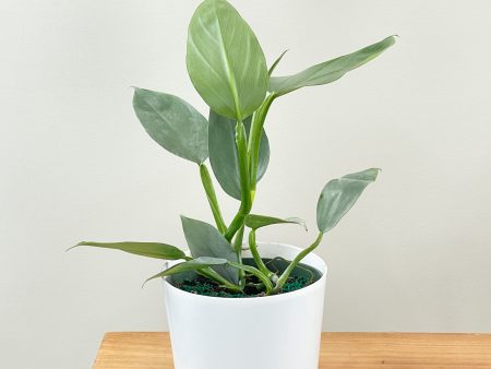 Philodendron Hastatum ‘Silver Sword Philo’ Cheap