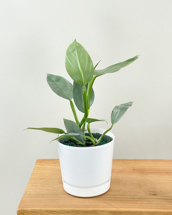 Philodendron Hastatum ‘Silver Sword Philo’ Cheap