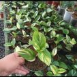 Scindapsus  Rubicon  variegated *Preorder* (5564P:3) Supply