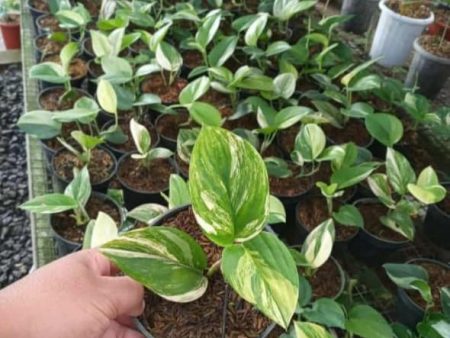 Scindapsus  Rubicon  variegated *Preorder* (5564P:3) Supply