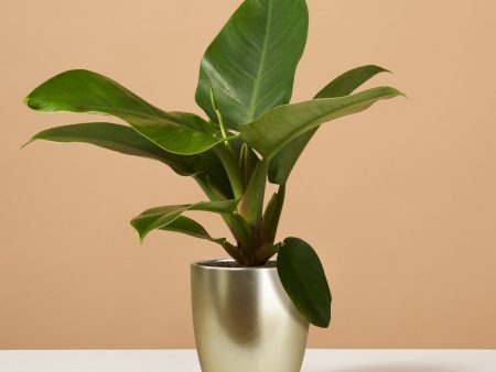 Philodendron Imperial Green Online Sale