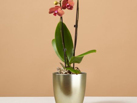 Sunrise Orchid Discount