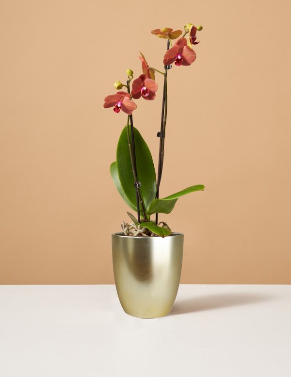 Sunrise Orchid Discount