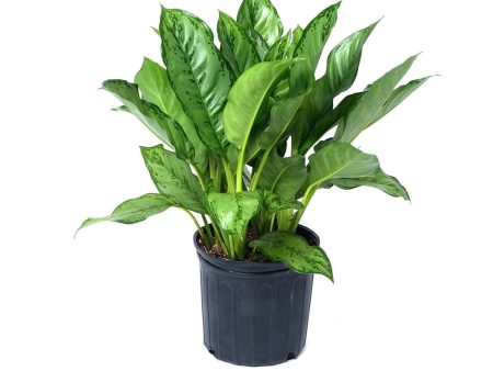 Aglaonema  BJ Freeman  Online