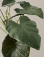 Large Alocasia Regal Shield Cheap