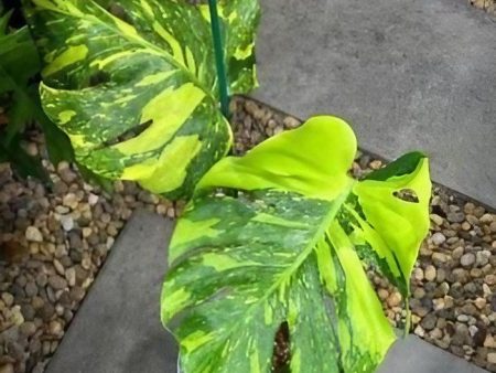 Monstera deliciosa  Electro Light  variegated TC Plantlet *Preorder* (6987P:1) on Sale