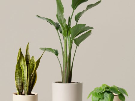 New Digs Plant Trio Online Sale