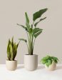 New Digs Plant Trio Online Sale