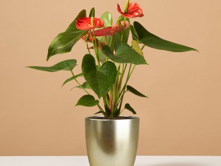 Coral Anthurium For Discount