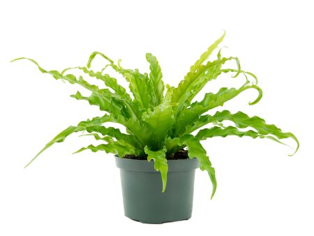 Asplenium nidus  Bird s nest fern  Hot on Sale