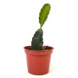 Hylocereus undatus  dragon fruit cactus  For Discount