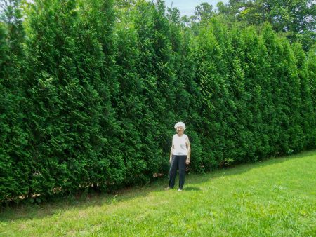 American Pillar Thuja Hot on Sale