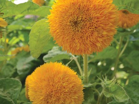 Sunflower, Teddy Bear Seeds For Cheap