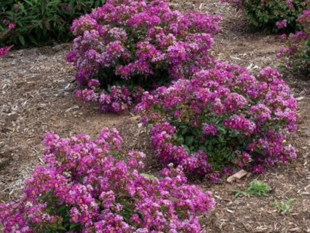 Bellini® Grape Crape Myrtle Online now