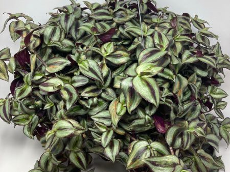 Tradescantia Pallida ‘Wandering Dude’ Fashion