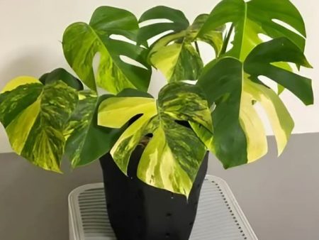 Monstera deliciosa  Borsigiana Aurea  variegated TC Plantlet *Preorder* (6603P:3) For Cheap