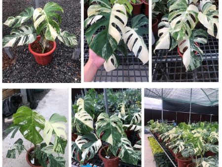 Monstera deliciosa  Albo-variegata  variegated MD-LG Plant *Preorder* (6877P:G) Supply