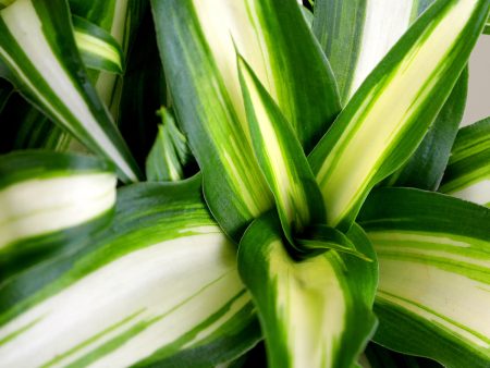 Spider Plant Variegated For Discount