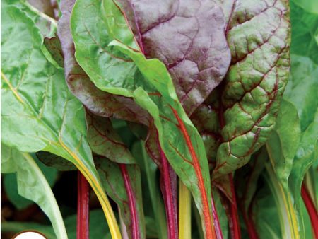 Swiss Chard, Five Color Silverbeet Organic Seeds Sale