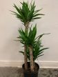 Yucca Gigantea  Yucca  Online now