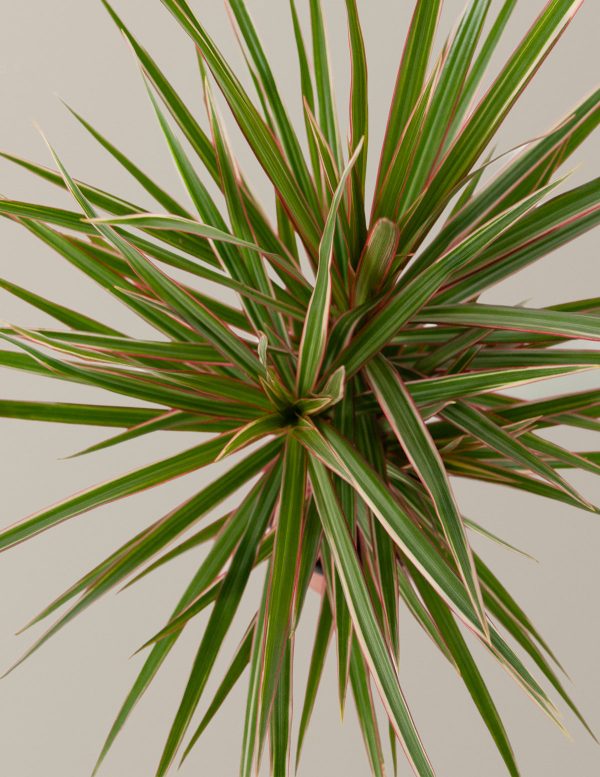 Dracaena Marginata Tricolor Cane For Sale