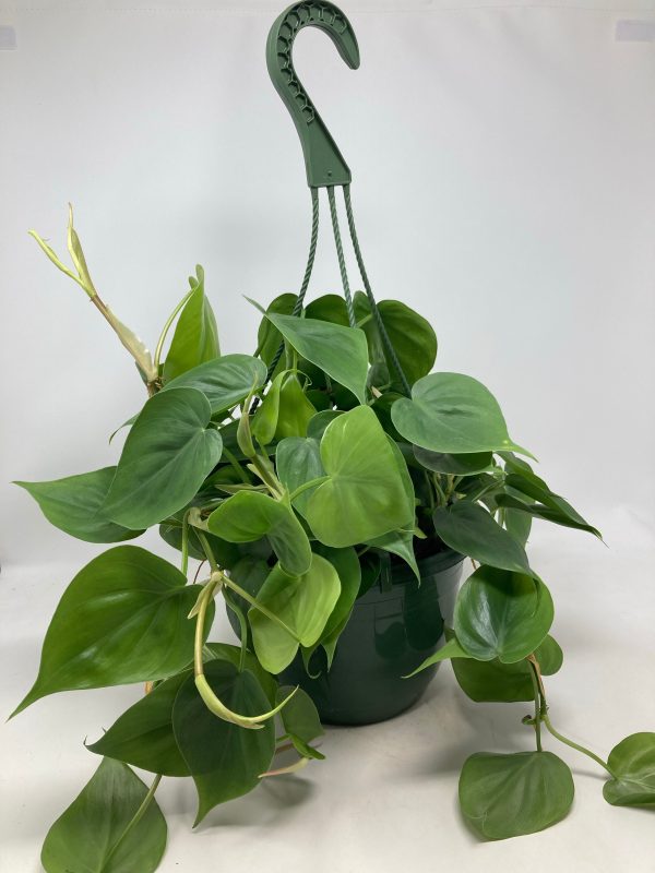 Philodendron Cordatum  Heart Leaf  Discount