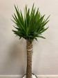 Yucca Gigantea  Yucca  Online now