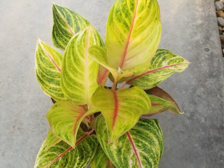 Aglaonema  Golden Flourite  Discount