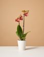 Sunrise Orchid Discount