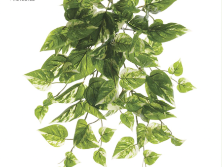 19  POTHOS BUSH For Discount