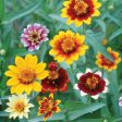 Flower, Persian Carpets Seeds on Sale