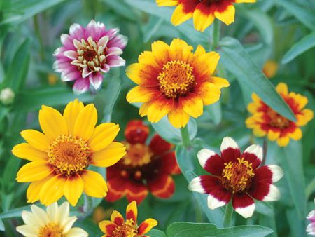 Flower, Persian Carpets Seeds on Sale