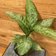 Dieffenbachia  Snow  Online