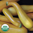 Zucchini, Golden Organic Seeds Sale